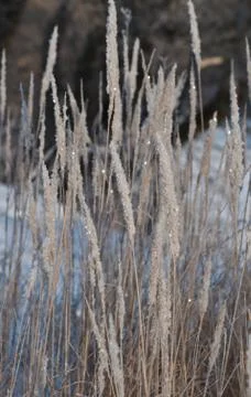 Plants under the snow. Stock Photos