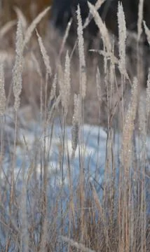Plants under the snow. Stock Photos