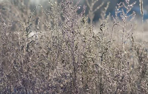Plants under the snow. Stock-Fotos