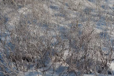 Plants under the snow. Stock Photos