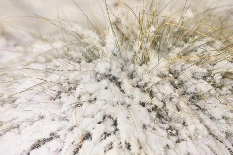Plants under the snow. Stock Photos