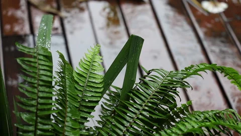 Plants under summer rain. Raindrops run down the leaves. Slow motion. Stock Footage 158079019