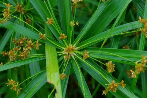 Plants under the tree of forest Stock Photos