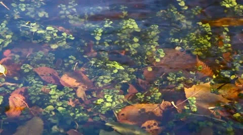 Plants under water Video stock 11105347