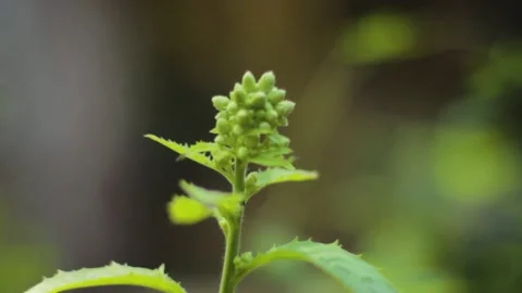 Plants with unique leaves Stock Footage 236889087