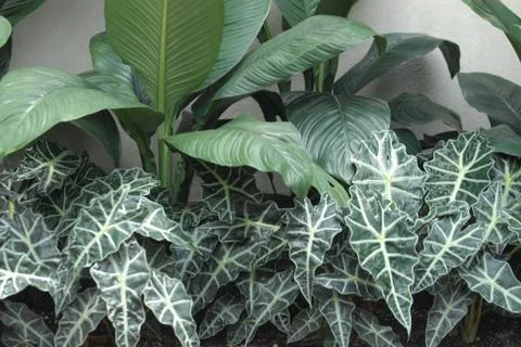 Plants with various shapes and patterns of leaves - perfect for background Foto stock
