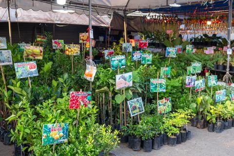 Plants, various types of trees, Thai food festival, people, visiting to see.. Stock Photos