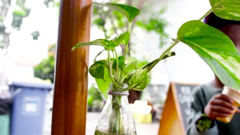 Plants in a vase Stock Footage 244704601