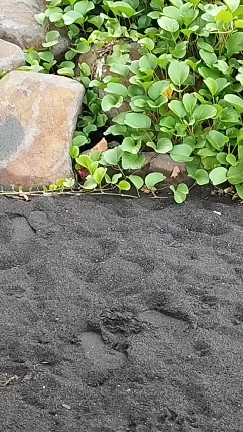 Plants that vines up large rocks Stock Footage 225199343