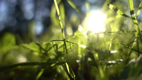 Plants visible under the sun. Stock Footage 81083487
