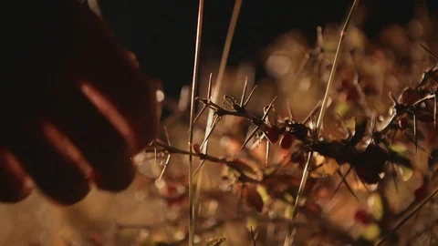 Plants on volcano Mount Etna 01 库存影片 71962521
