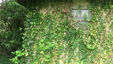 Plants on the wall and window of the old house Vídeo Stock 112445219