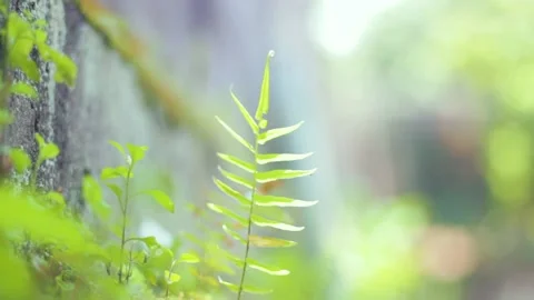 Plants on the Wall Stock Footage 237587578
