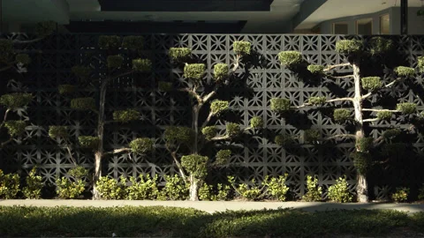 Plants on wall Texture sidewalk Stock Footage 154335590