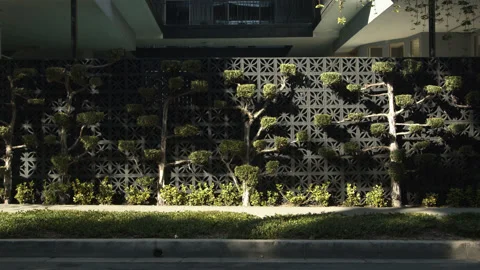 Plants on wall Texture sidewalk Wide Stock Footage 154334753