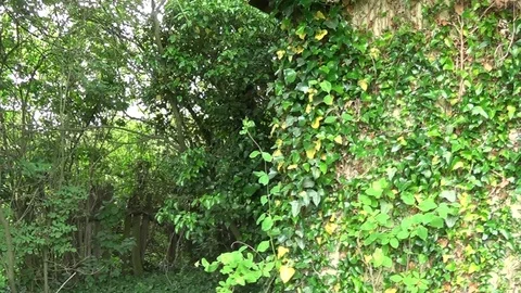 Plants on the wall window and on the door of an old and abandoned house Vídeo Stock 113193023