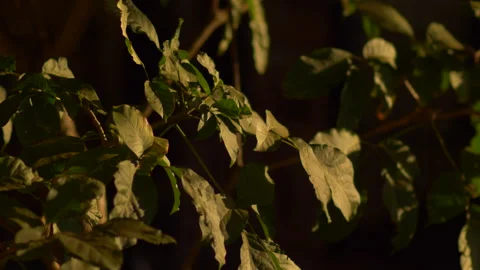 Plants Warm Light Sunset 4K Stock Footage 280057260