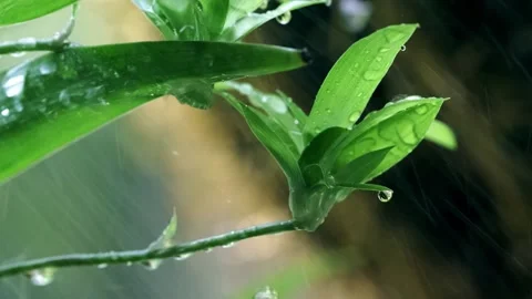 Plants - water drops - orchids Video stock 258187144