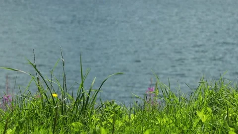 Plants by the water video Stock Footage 165703922