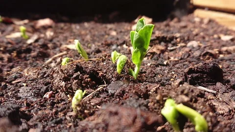 Plants watering macro slow motion Stock Footage 129376301