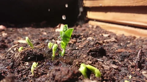 Plants watering macro slow motion Stock Footage 129376329
