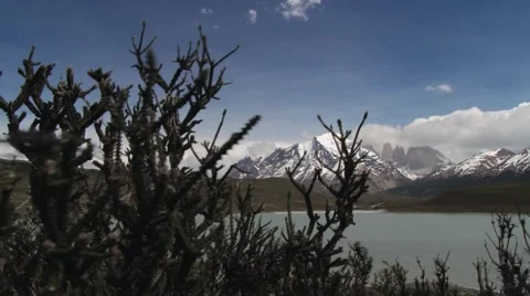 Plants waved by the wind in the Torres del Paine National park, Chile. Video stock 49296369
