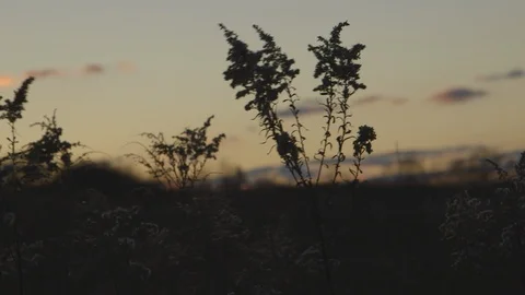 Plants waving in the wind at sunset 스톡 동영상 103816960