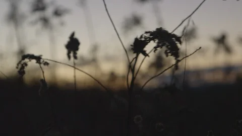 Plants waving in the wind at sunset 스톡 동영상 103817023