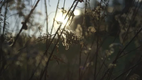 Plants waving in the wind at sunset 스톡 동영상 103817050