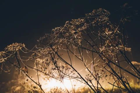 Plants in the web at night Stock Photos