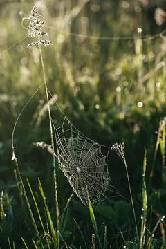 Plants with web Stock-Fotos