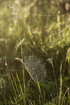 Plants with web Stock Photos