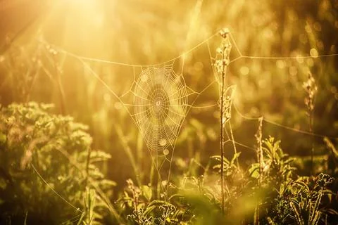 Plants with web Stock-Fotos