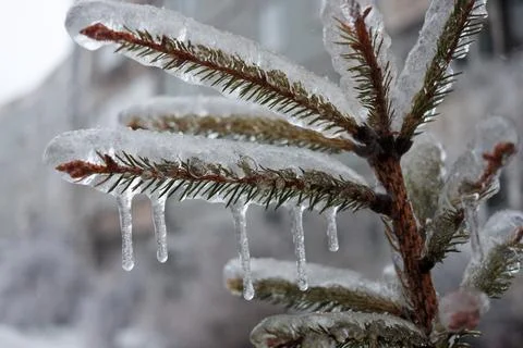The plants were covered with a thick layer of ice after the freezing rain Stock Photos