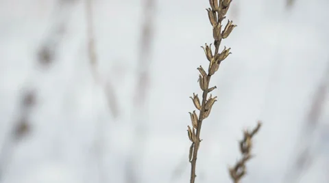 Plants In White Background Stock Footage 34817622