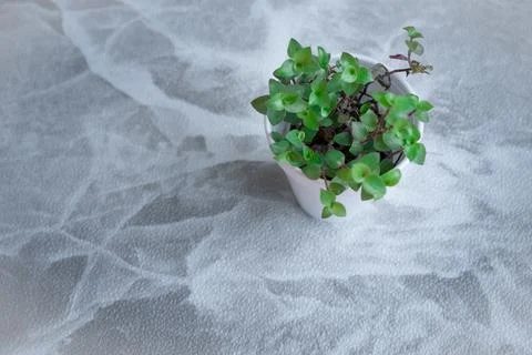 Plants with white small vase on grey floor background. Stock Photos