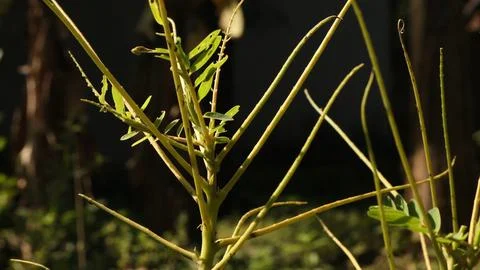 Plants Whose Leaves Fall Off Stock Photos
