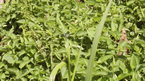 Plants in wild Stock Footage 288012237