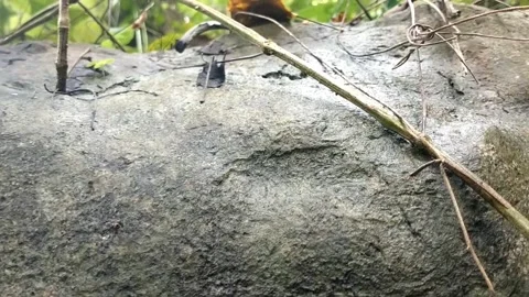 Plants in the wild 動画素材 328847256