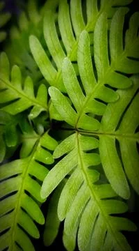Plants in the wild Stock Photos