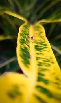 Plants in the wild Stock Photos