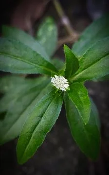 Plants in the wild Foto stock