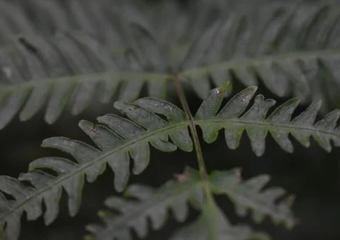 Plants in the wild Stock Photos