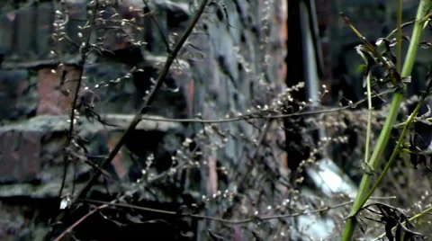 Plants in the wind against a brick wall. Destroyed building Stock Footage 68573205