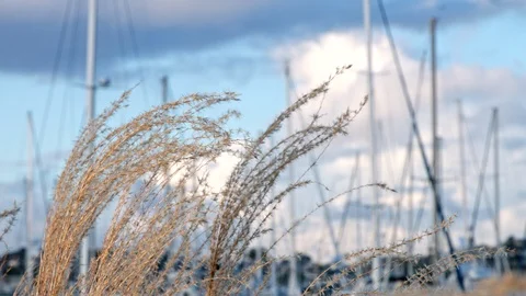 Plants in Wind with Boats in Background Stock Footage 101497360