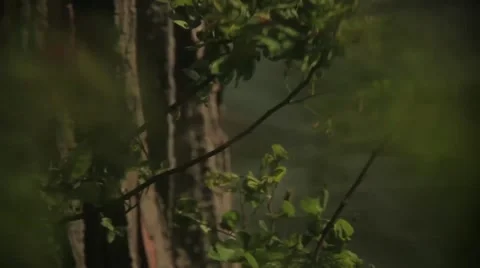 Plants in the Wind Stock Footage 46312541