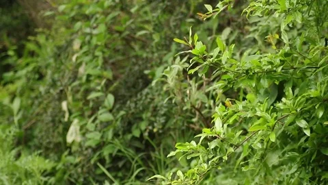 Plants in the Wind Video stock 89780017