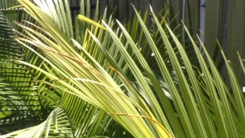 Plants In The Wind Stock Footage 94980408