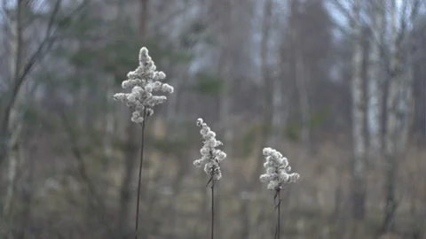 Plants in a wind Stock Footage 123361789