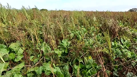 Plants in the Wind Stock Footage 163094464